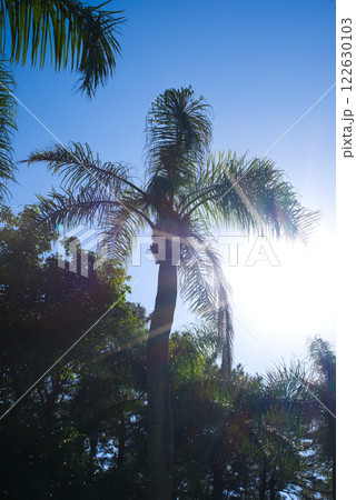 宮崎県立青島亜熱帯植物園 122630103