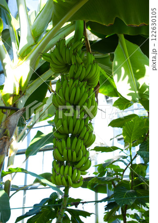 宮崎県立青島亜熱帯植物園 バナナ 宮崎県立青島亜熱帯植物園 バナナ 122630105