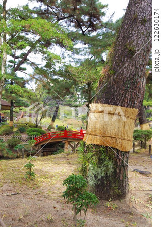 コモを巻いた松の木と赤い橋 コモを巻いた松の木と赤い橋 122630174
