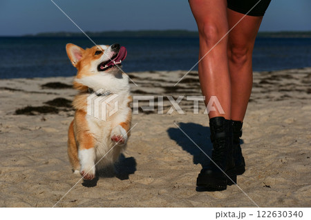 Portrait of welsh corgi pembroke puppy playing with branch on the beach Portrait of welsh corgi pembroke puppy playing with branch on the beach 122630340