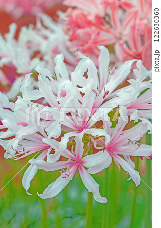 家の周りの草花　四季の色々　植物園の温室に色鮮やかな赤や黄色のネリネの花が咲きました 122630360