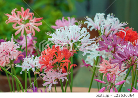 家の周りの草花　四季の色々　植物園の温室に色鮮やかな赤や黄色のネリネの花が咲きました 122630364