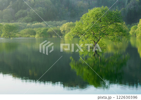 白川湖の水没林⑵ 白川湖の水没林⑵ 122630396