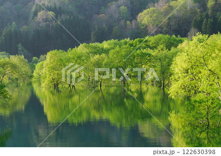 白川湖の水没林⑺ 122630398