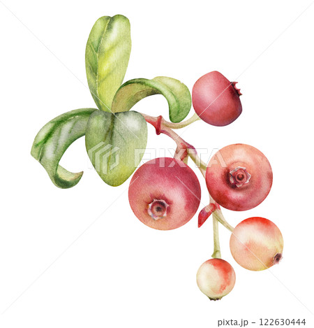 Cranberry lingonberry with green leaves on branch, hand drawn in watercolor, ripe forest berry bearberry teaberry wintergreen cluster group. Isolated botanical illustration, for menu, farmers market 122630444