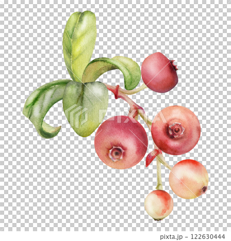 Cranberry lingonberry with green leaves on branch, hand drawn in watercolor, ripe forest berry bearberry teaberry wintergreen cluster group. Isolated botanical illustration, for menu, farmers market 122630444