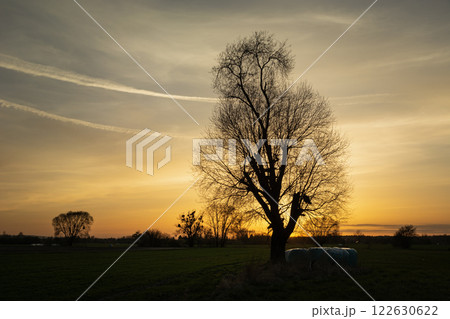 Bare tree in the meadow during sunset 122630622