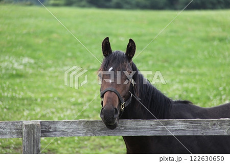 サラブレッドのお顔_日髙 122630650