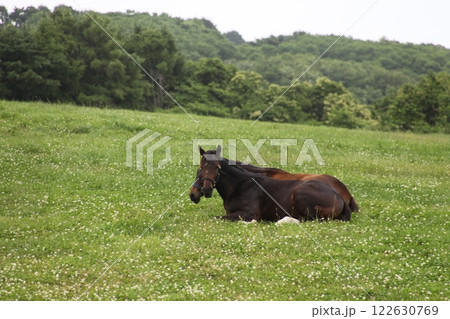 サラブレッドのお昼寝風景_日髙 サラブレッドのお昼寝風景_日髙 122630769