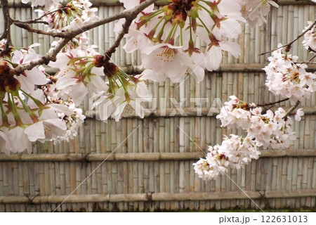 日本の雨後の桜と竹塀 日本の雨後の桜と竹塀 122631013