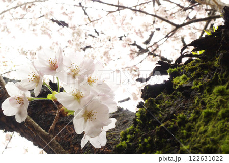 日本の雨後の桜 日本の雨後の桜 122631022