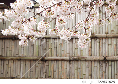 日本の雨後の桜と竹塀 日本の雨後の桜と竹塀 122631029