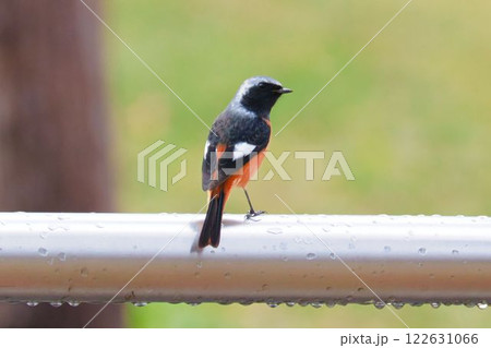 右を向くジョウビタキ 右を向くジョウビタキ 122631066