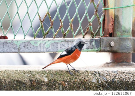 フェンスに止まるジョウビタキ 122631067