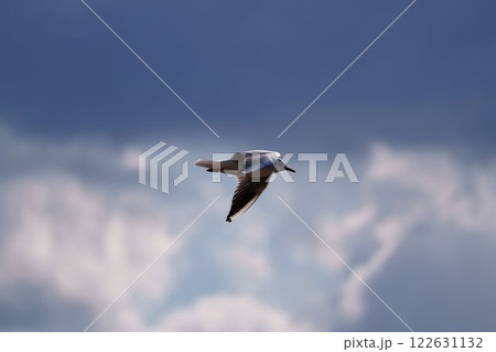 空を優雅に飛ぶユリカモメ 122631132