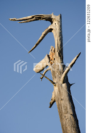 Dead Canary Island pine. 122631209