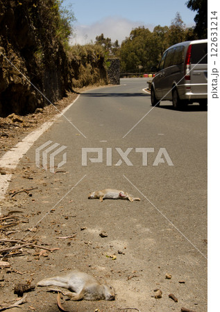 European rabbits run over. 122631214