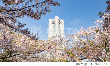 桜並木が続くみなとみらい 桜並木が続くみなとみらい 122631234