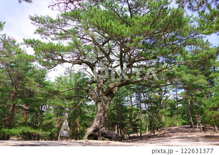 兵庫県南あわじ市　慶野松原の根上がり松 122631377