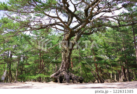 兵庫県南あわじ市　慶野松原の根上がり松 122631385