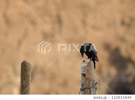 Common raven with a piece of bread. Common raven with a piece of bread. 122631644