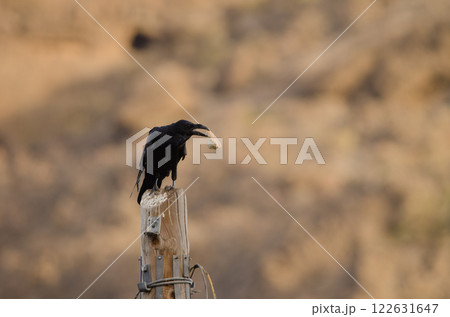 Common raven with a piece of bread. 122631647