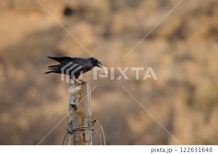 Common raven with a piece of bread. 122631648