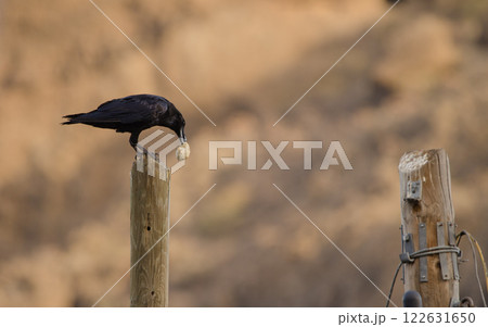 Common raven with a piece of bread. Common raven with a piece of bread. 122631650