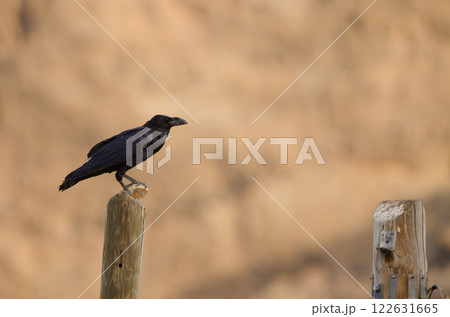 Common raven with a piece of bread. Common raven with a piece of bread. 122631665