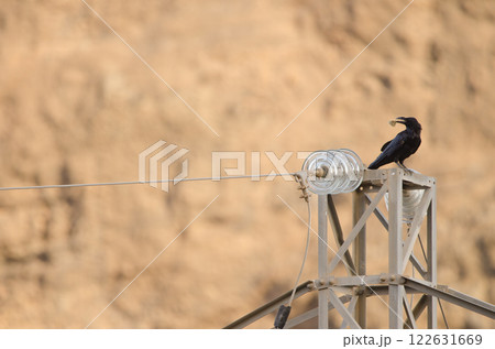 Common raven with a piece of bread. 122631669
