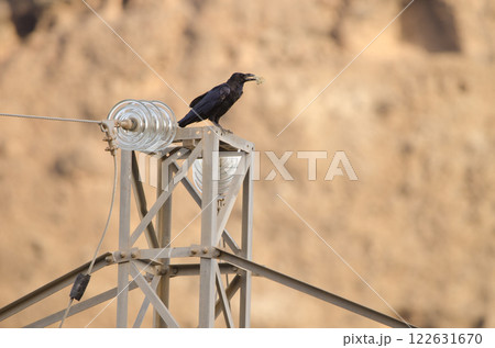 Common raven with a piece of bread. Common raven with a piece of bread. 122631670
