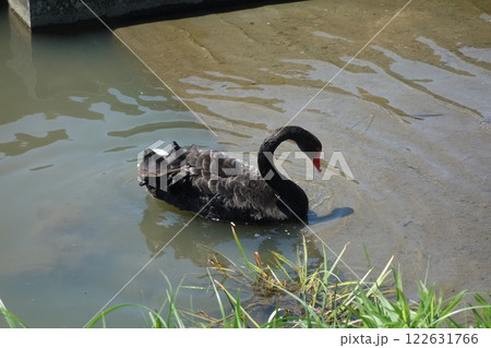 黒鳥 122631766