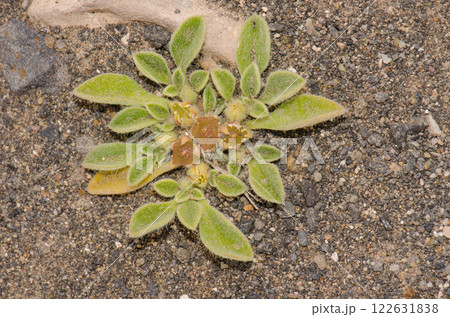 Plant Aizoon canariense. Plant Aizoon canariense. 122631838