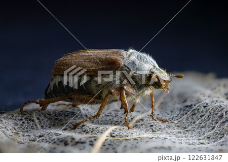 Detailed macro photo of a cockchafer beetle May bug. Close-up view of its intricate features. Wildlife and nature photography. Perfect for scientific or educational use. 122631847