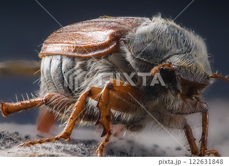 Detailed macro photo of a cockchafer beetle May bug. Close-up view of its intricate features. Wildlife and nature photography. Perfect for scientific or educational use. Detailed macro photo of a cockchafer beetle May bug. Close-up view of its intricate features. Wildlife and nature photography. Perfect for scientific or educational use. 122631848