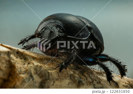 Detailed macro photo of a dung beetle on textured wood. Close-up view of its intricate features and spiky legs. Wildlife and nature photography. Detailed macro photo of a dung beetle on textured wood. Close-up view of its intricate features and spiky legs. Wildlife and nature photography. 122631850