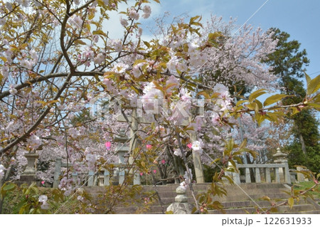 山口市中郷八幡の桜 山口市中郷八幡の桜 122631933