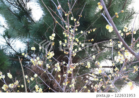 冬の庭に咲く黄色いロウバイの花 122631953