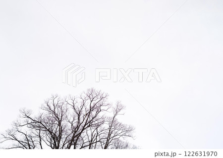 枯れ木・冬 イメージ 122631970