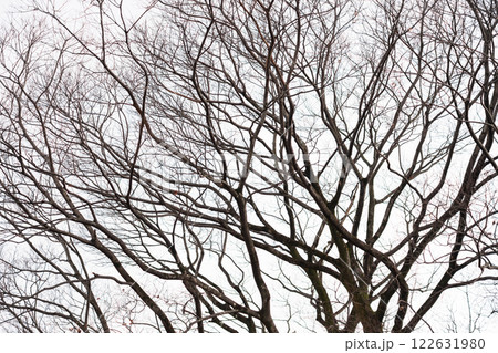 枯れ木・冬 イメージ 122631980