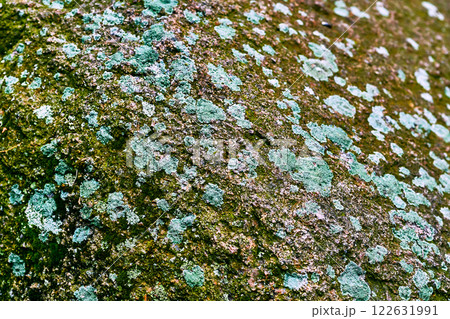 Emerald gray mossy granite stone surface Emerald gray mossy granite stone surface 122631991