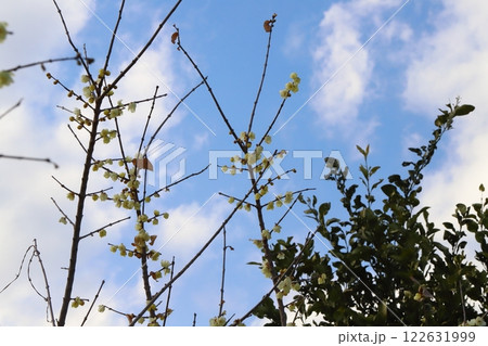 冬の庭に咲く黄色いロウバイの花 122631999