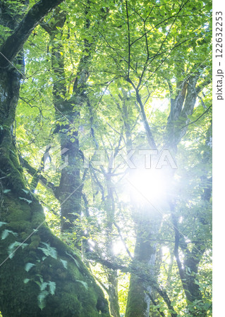 森の清流に光芒が差し込む風景　大山木谷沢渓流 122632253