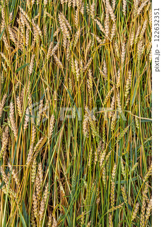 Golden ripe ears of wheat on the field Golden ripe ears of wheat on the field 122632351