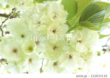 日本のめずらしい桜-御衣黄(ぎょいこう) 日本のめずらしい桜-御衣黄(ぎょいこう) 122633116