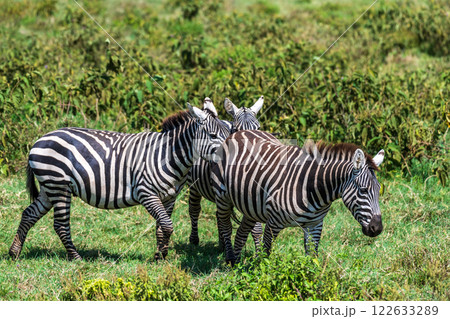 Zebra in Lake Nakuru National Park 122633289