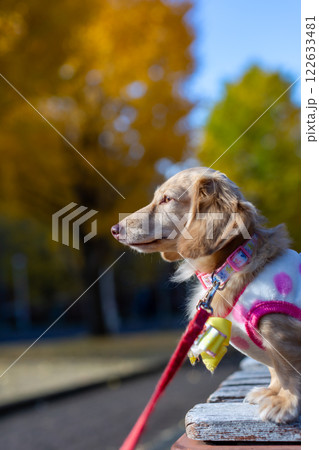 公園で散歩をするカニンヘンダックスフンド 122633481