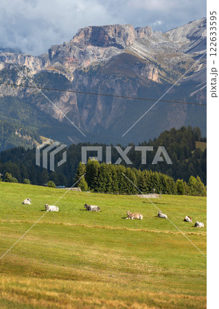 Cows eating grass on a green pasture 122633595
