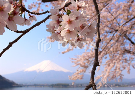 春の河口湖、満開の桜と雪化粧の富士山 122633801