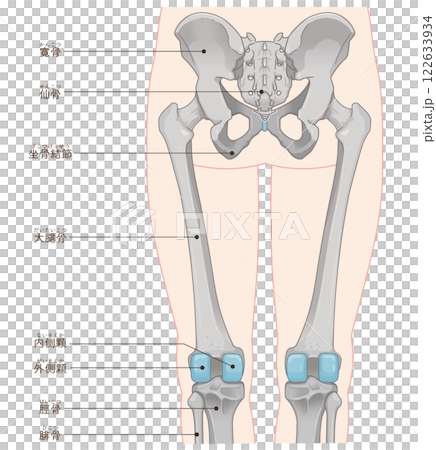 Lower limb bones illustration 122633934
